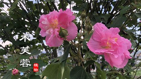 芙蓉用途|木芙蓉（锦葵科木槿属植物）